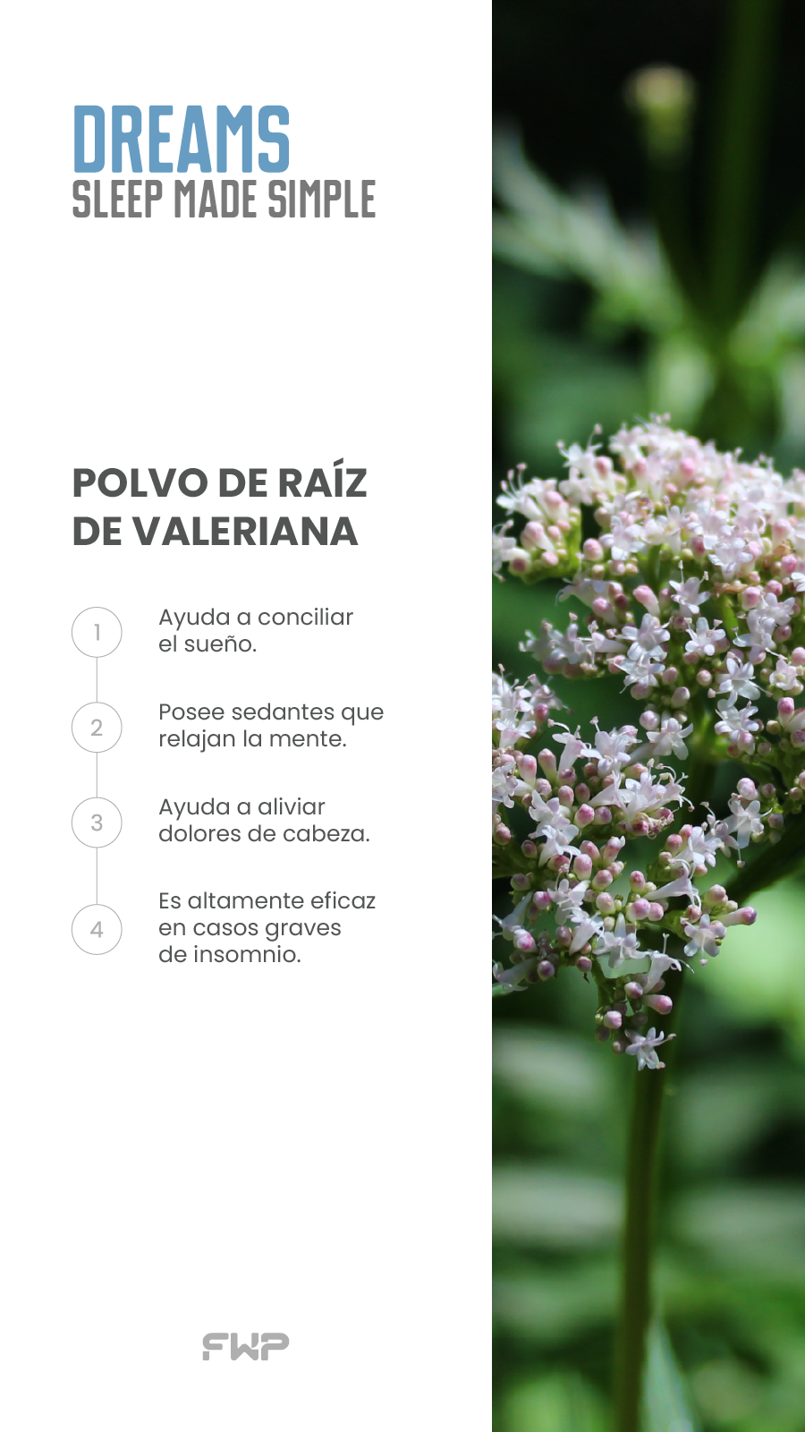 Dreams - Duerme rapido, Duerme bien