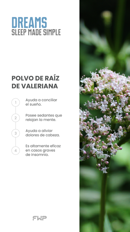 Dreams - Duerme rapido, Duerme bien